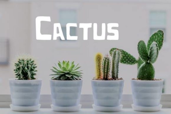 Cactus Font: A Modern Display Typeface for Creative Projects